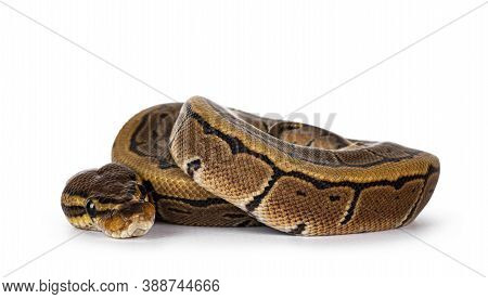 Pinstripe Ballpython Snake Aka Python Regius, Curled Up. Detailed Head Facing Camera. Isolated On Wh