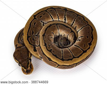 Top View Of Pinstripe Ballpython Snake Aka Python Regius, All Curled Up. Facing Camera, Showing Both