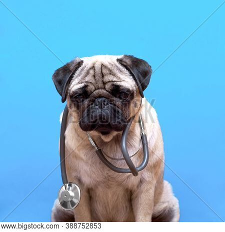 Portrait Of A Cute Pug Dog As A Medicine Doctor With A Stetoscope.
