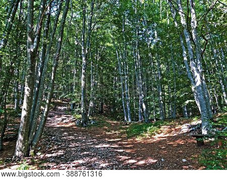 Hiking Trails, Forest Paths And Bicycle Roads In The Ucka Nature Park, Croatia