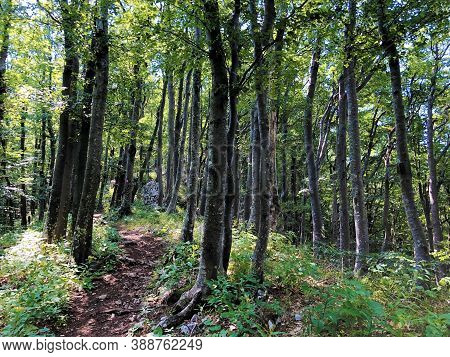 Hiking Trails, Forest Paths And Bicycle Roads In The Ucka Nature Park, Croatia