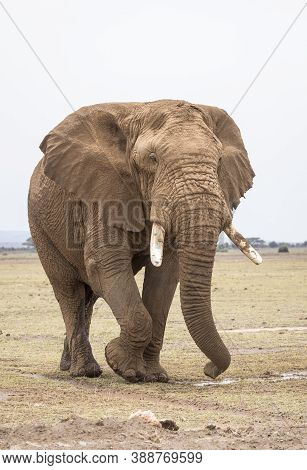 Vertical Portrait Of A Large Bull Elephant Covered In Mudd Walking In Amboseli Plains In Kenya