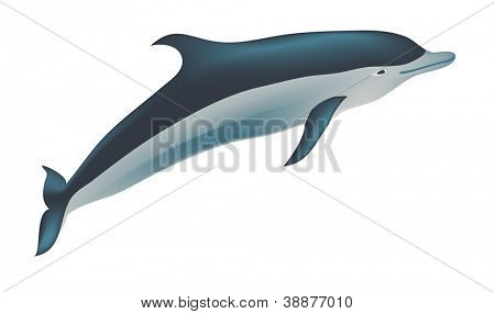 Ilustracja wektorowa delfinów, na białym tle