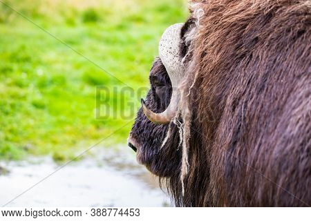 Alaska Muskox Close Up Portrait In The Wilderness