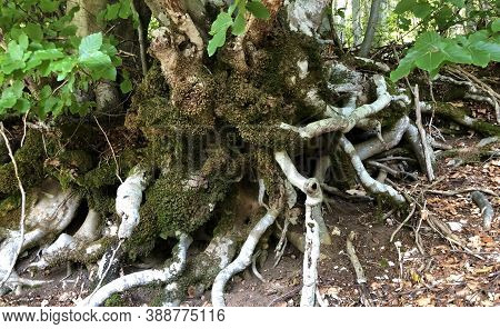 Trees And Vegetation In A Mixed Forest In The Area Of The Ucka Nature Park, Croatia
