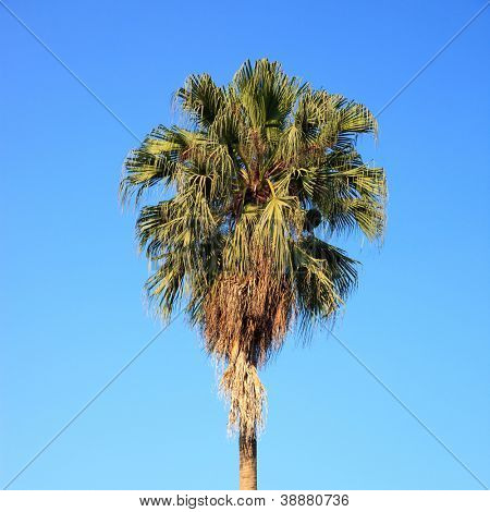 PLAM Baum von dem Hintergrund blauer Himmel bei Sonnenuntergang