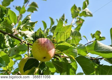 Almost Matured Redish Apple In A Tree And By A Blue Sky