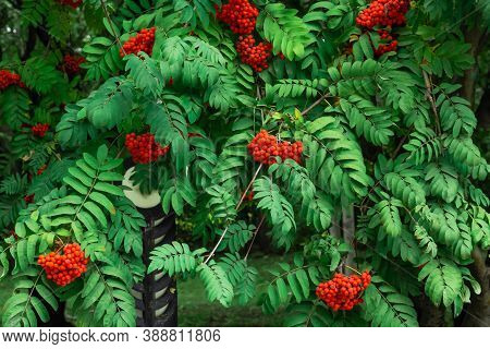 Clusters Of Red Mountain Ash Berries On The Branches With Green Leaves, Rowan Trees In Summer Autumn