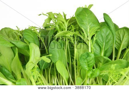 Salade blad selectie
