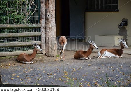 Dama Gazelle (nanger Dama) In The Zoo