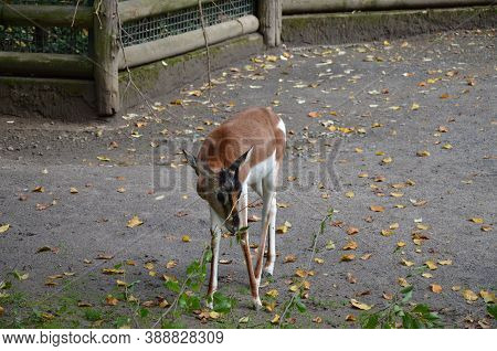 Dama Gazelle (nanger Dama) In The Zoo