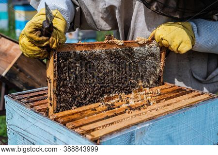 Bee Master On Apiary. Man In Protective Hat Works With Beehive. Beekeeper Examining Bees On A Bee Fa