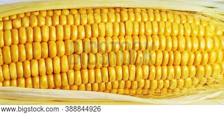 Ripe Corn. Corn Background. Photo Wallpaper. Closeup