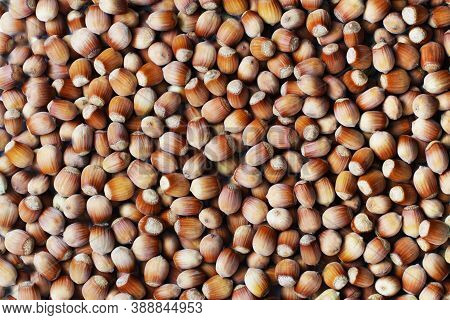 Whole Hazelnuts. Photo Wallpaper. Walnut Background. Top View