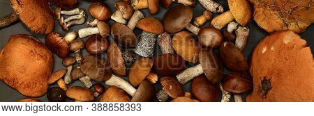 Forest Freshly Collected Mushrooms, On A Gray Dark Background, In The Banner Background.