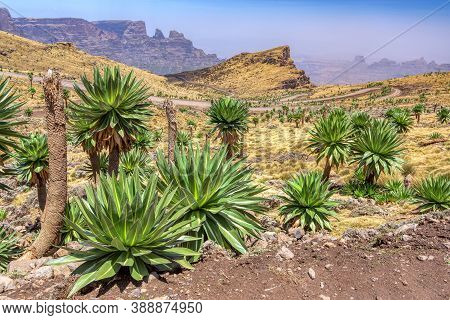 Stony Winding Road In Semien Or Simien Mountains National Park Landscape In Northern Ethiopia. Afric
