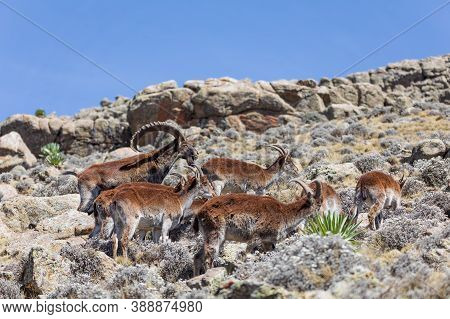 Herd Of Endangered Very Rare Walia Ibex, Capra Walia, One Of The Rarest Ibex In World. Only About 50
