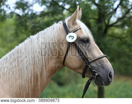 Beautiful Face Of A Purebred Horse. Portrait Of Beautiful Stallion. A Head Shot Of A Single Horse. H