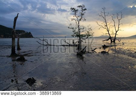 Trees Silhouette , Sunset At National Park Bako - Borneo, Malysia