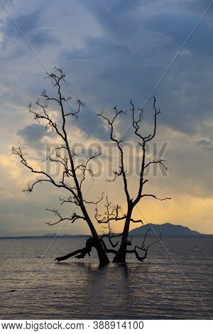Tree Silhouette , Sunset At National Park Bako - Borneo, Malysia