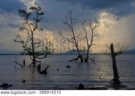 Trees Silhouette , Sunset At National Park Bako - Borneo, Malysia