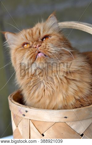Adorable Red Domectic Cat Sitting In A Wicker Basket