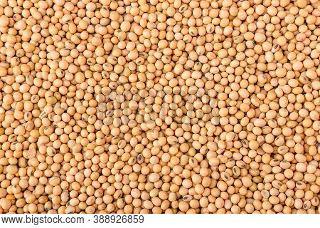 Yellow Soybean Grain. Top View Soybean Pattern As For Background. Raw Dehydrated Soybeans Texture Ba