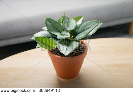 Scindapsus Treubii Moonlight In Clay Pot On Wooden Table In Living Room. Houseplant. Air Purifying P