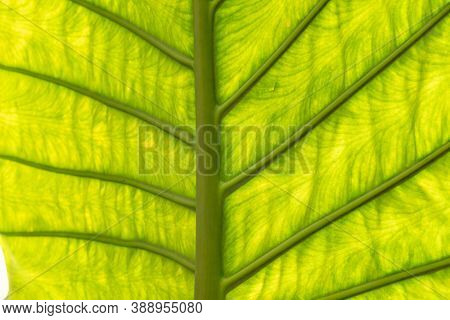 nature background of green alocasia odora leaf in the outdoor