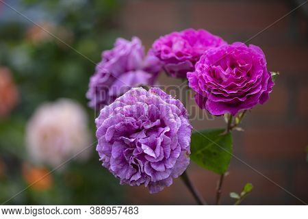 Purple-lilac Coloured Chartreuse De Parme Delbard Roses