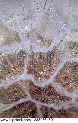 Macro Photo Of A Dew Drops On A Tragopogon Flower.pastel Natural Background. Tragopogon Pratensis.