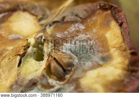 Macro. Half-rotten And Moldy Half Of An Apple. Mold On Fruits