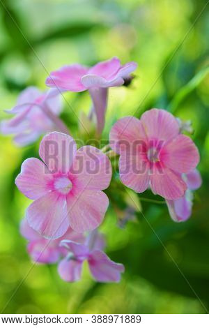 Delicate Flowers Of A Perennial Plant, Pink Phlox Growing In Nature.
