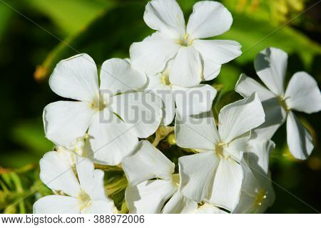 Delicate Flowers Of A Perennial Plant, White Phlox Growing In Nature.