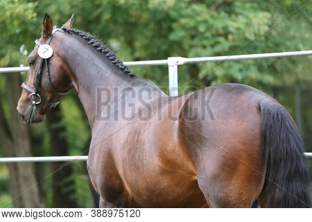 Beautiful Chestnut Horse Posing For Camera On Breeders Inspection. Thoroughbred Warm Blooded Horse  