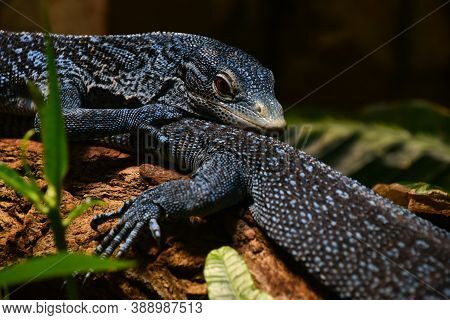Close Up Side Portrait Of Blue Spotted Tree Monitor (varanus Macraei) Resting On Tree Trunk, Low Ang