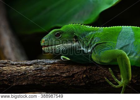 Close Up Profile Portrait Of Vivid Green Female Brachylophus Bulabula Lizard Or Fiji Banded Iguana O