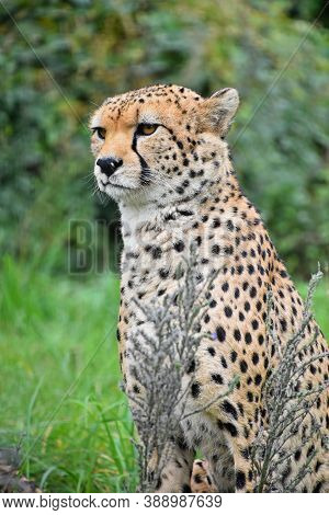 Close Up Front Portrait Of Cheetah (acinonyx Jubatus) Looking At Camera Over Green Background, Low A