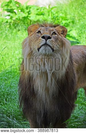 Close Up Portrait Of Cute Male African Lion With Beautiful Mane, Alerted And Looking Up At Camera, H