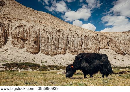 High Mountain Tibetan Yak Feeding Green Grass At Cca 5000 M Altitude