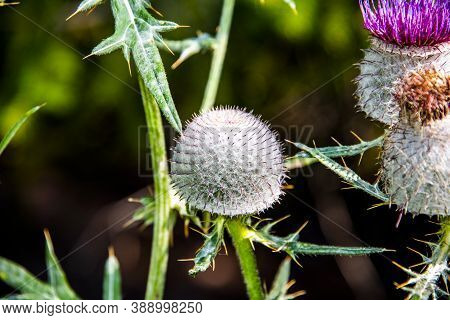 Close Up Of Cirsium Eriophorum In The Valleys Of Cortina D'ampezzo, Belluno, Italy