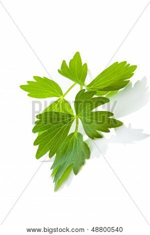 Lovage Leaf.