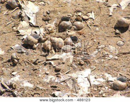 Caracoles