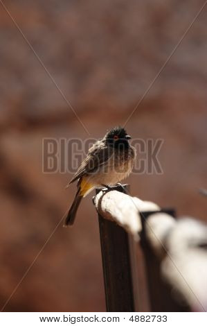 Afrikkalainen Red-eyed Bulbul (pycnonotus Nigricans)