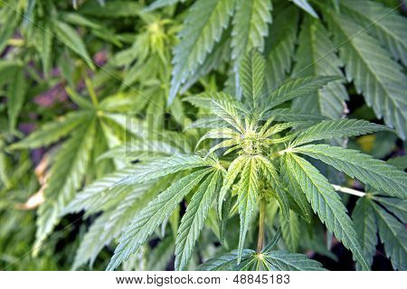 Chef för Cannabis