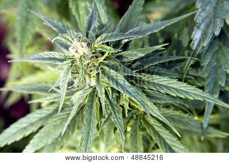 Ett huvud av organiska Cannabis
