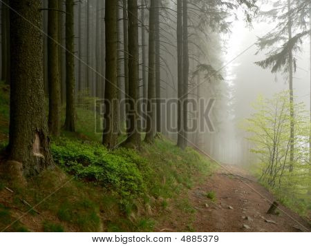 Misty Path