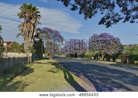 Jacaranda blossom in spring