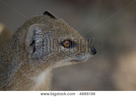 Gul Mongoose