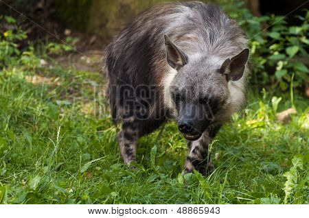 Brown Hyena
